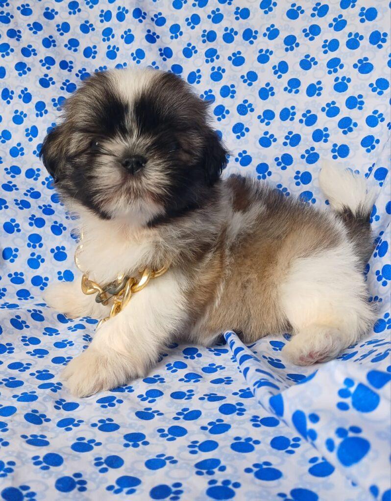 criadero de cachorros shitzu mini disponibles valor precio medellin bogota cali pereira contraentrega
