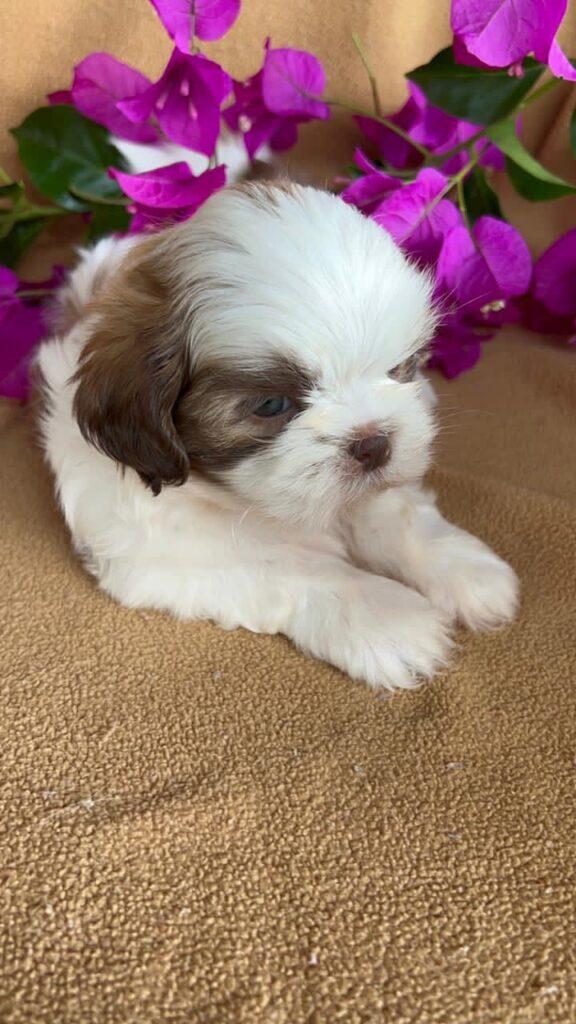 criadero de cachorros shitzu mini disponibles valor precio medellin bogota cali pereira contraentrega