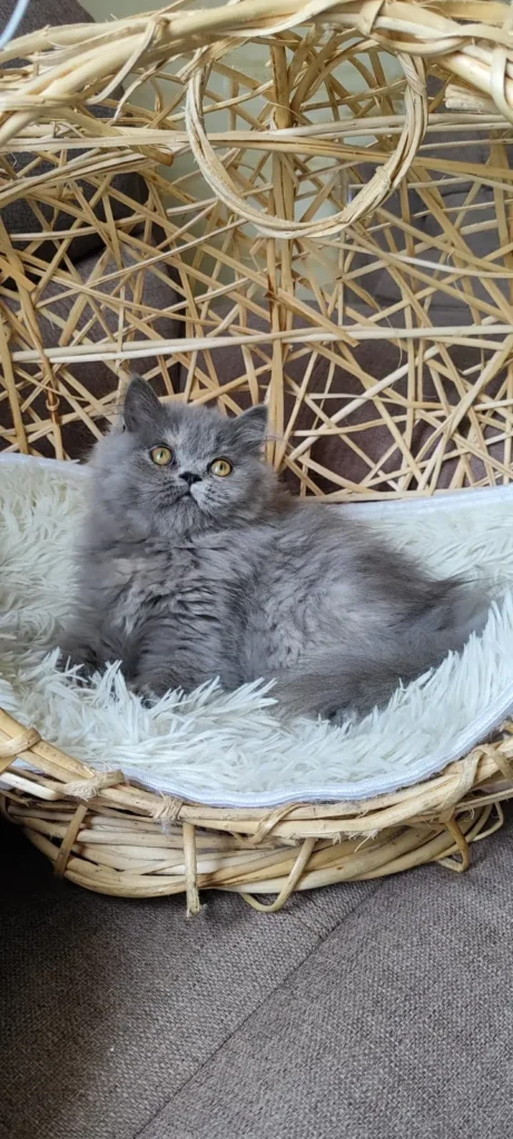 Gato persa gris cachorro en venta