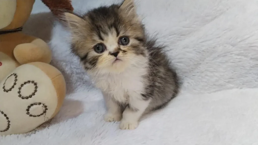 Gato persa cachorro en venta