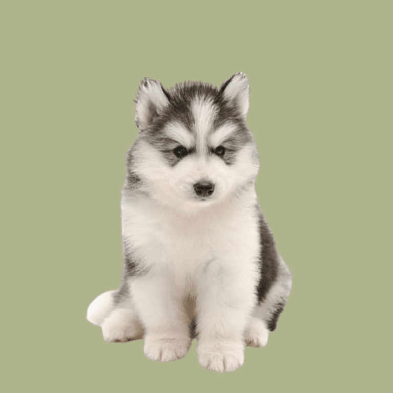 Cachorro Alaska Malamute de Cachorros Élite