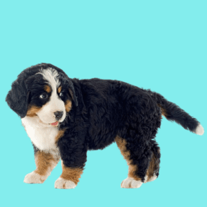 Cachorro Bernés de la Montaña