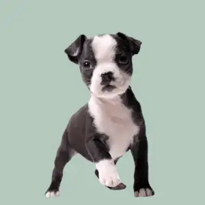Cachorro Boston Terrier
