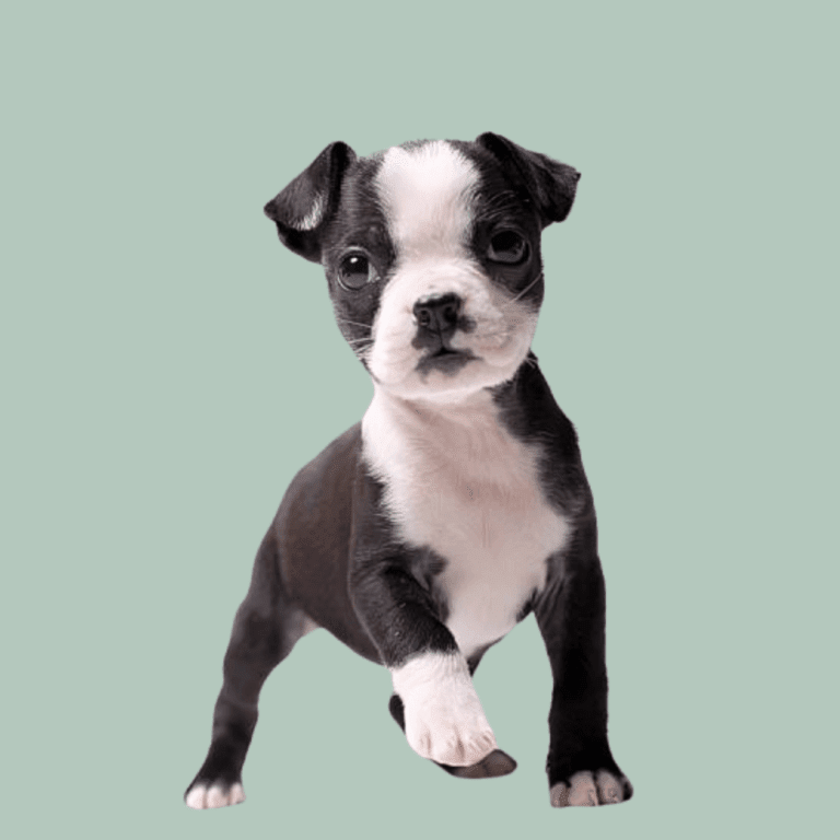Cachorro Boston Terrier de Cachorros Élite