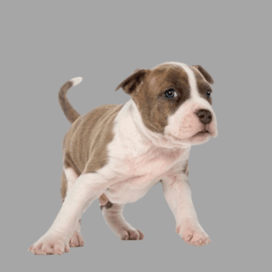 Cachorro Pitbull