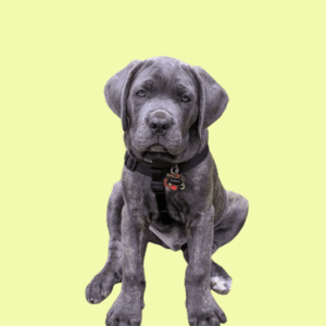 Cachorro Cane Corso