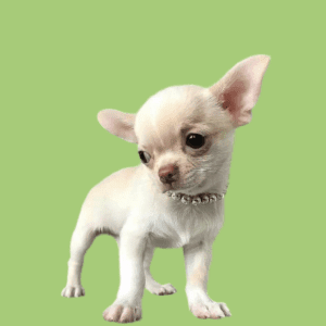 Cachorro Chihuahua