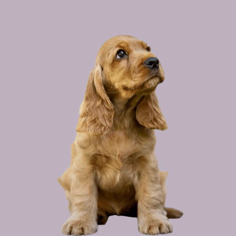 Cachorro Cocker Spaniel de Cachorros Élite