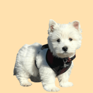 Cachorro West Highland Terrier
