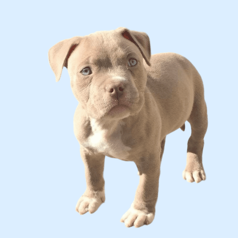 Cachorro American Bully de Cachorros Élite