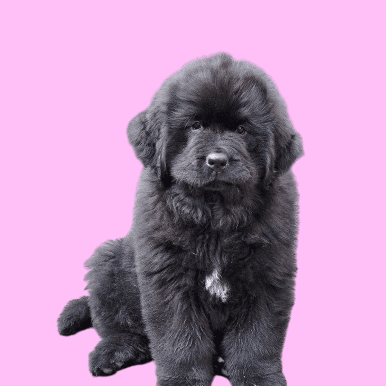 Cachorro Terranova de Cachorros Élite