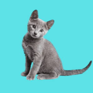 Cachorro Gato Ruso Azul