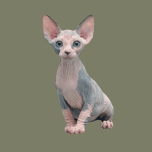 Cachorro Gato Esfinge