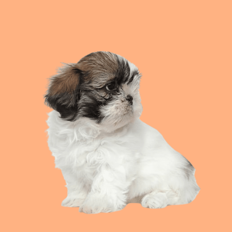 Cachorro Shih Tzu de Cachorros Élite