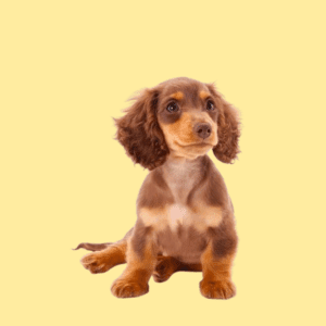 Cachorro Teckel pelo largo