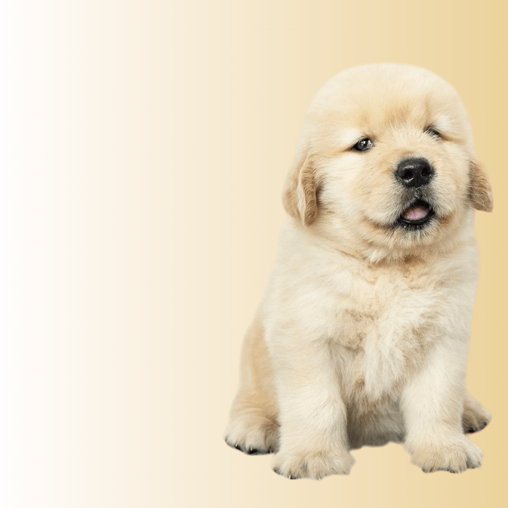 venta de cachorros en colombia