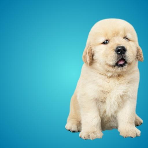 Cachorro Golden Retriever fondo azul