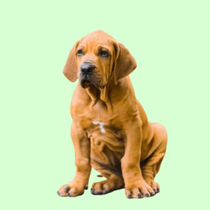 Cachorro Fila Brasileiro