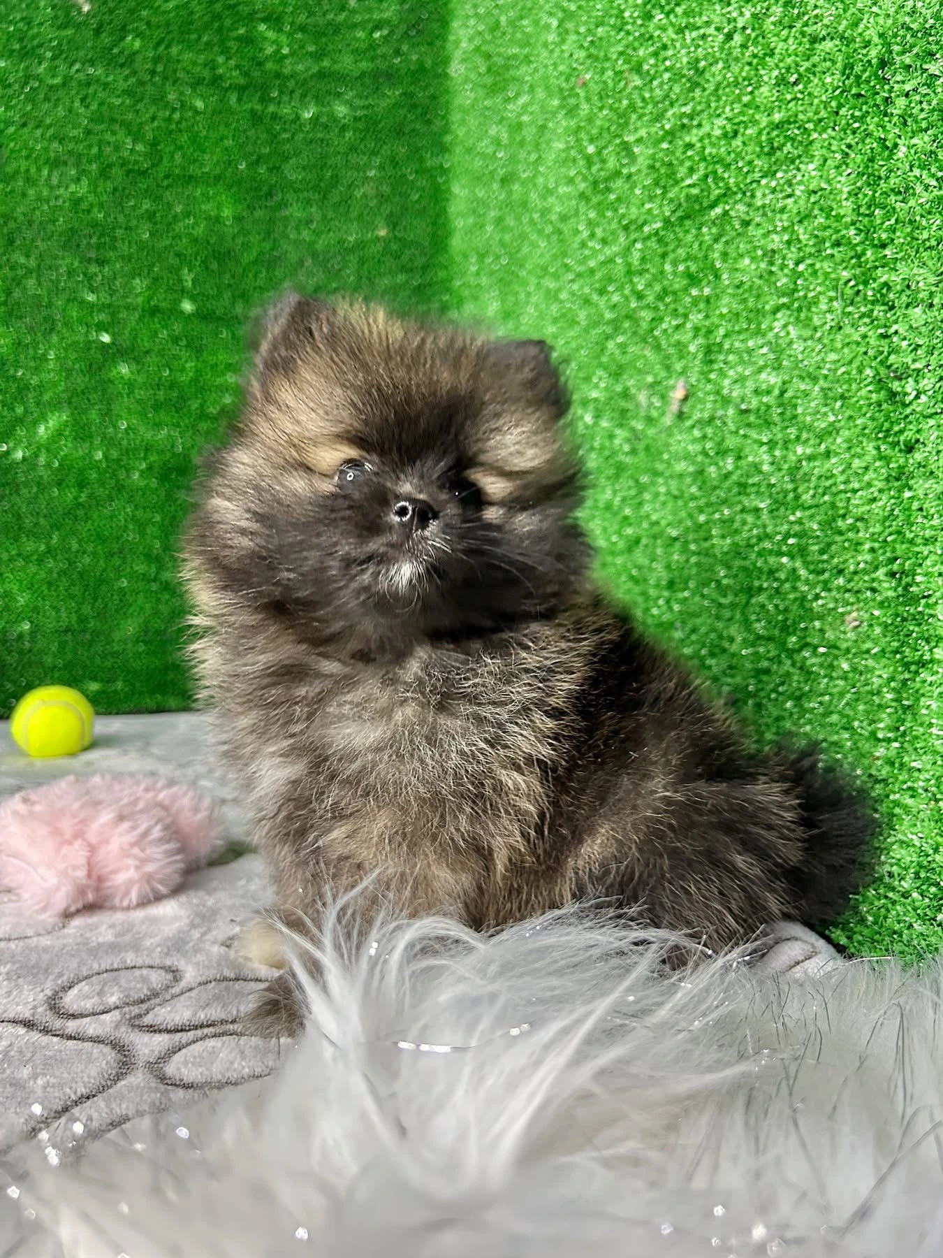 Cachorro Pomerania mini sable
