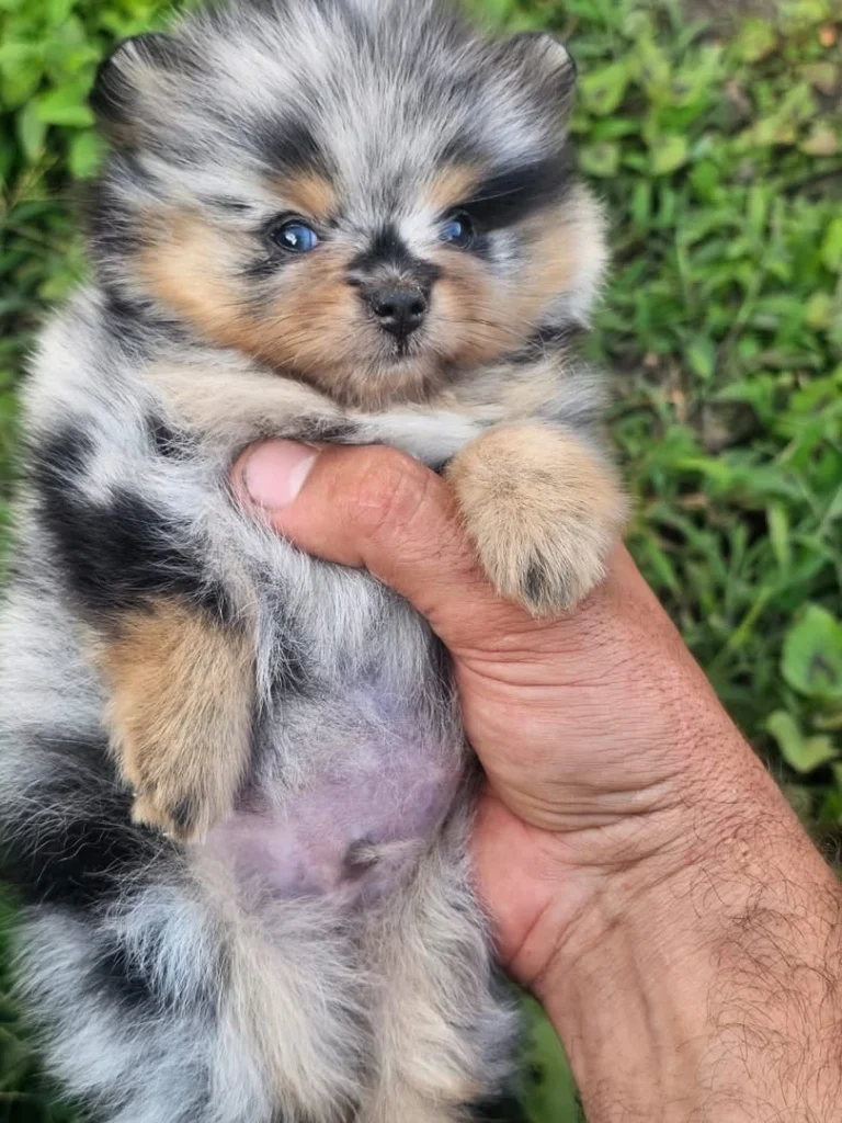 Pomerania Cachorro mini de color exotico manchado blue merle