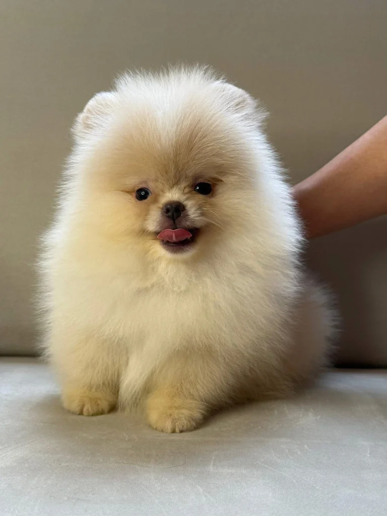 Pomerania Cachorro mini Linea rusa cara de oso de color Blanco