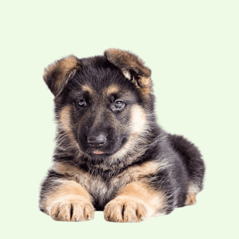 Cachorro Pastor Alemán de Cachorros Élite