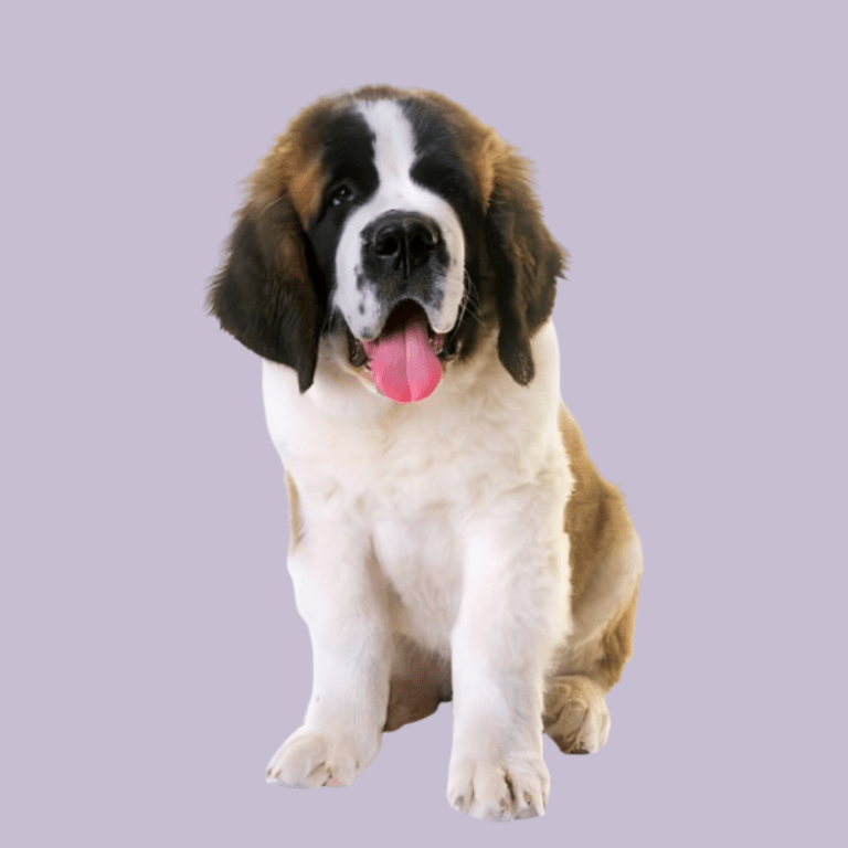 Cachorro San Bernardo de Cachorros Élite