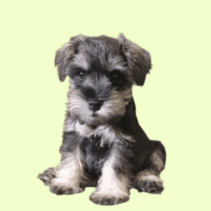 Cachorro Schnauzer