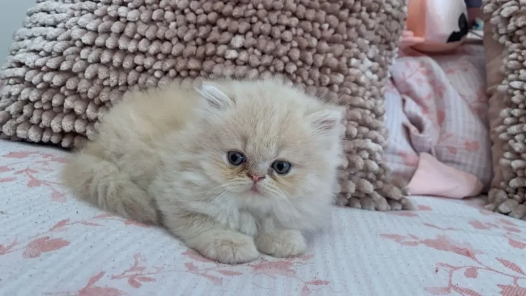 Gato persa blanco cachorro en venta