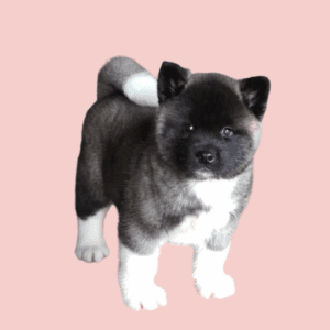 Cachorro Akita Americano