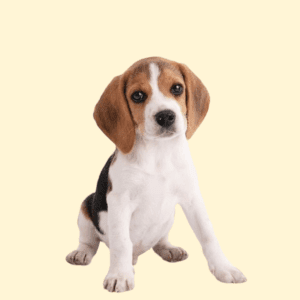 Cachorro Beagle