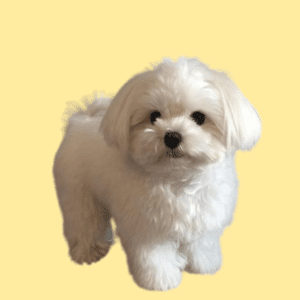 Cachorro Bichón Maltés
