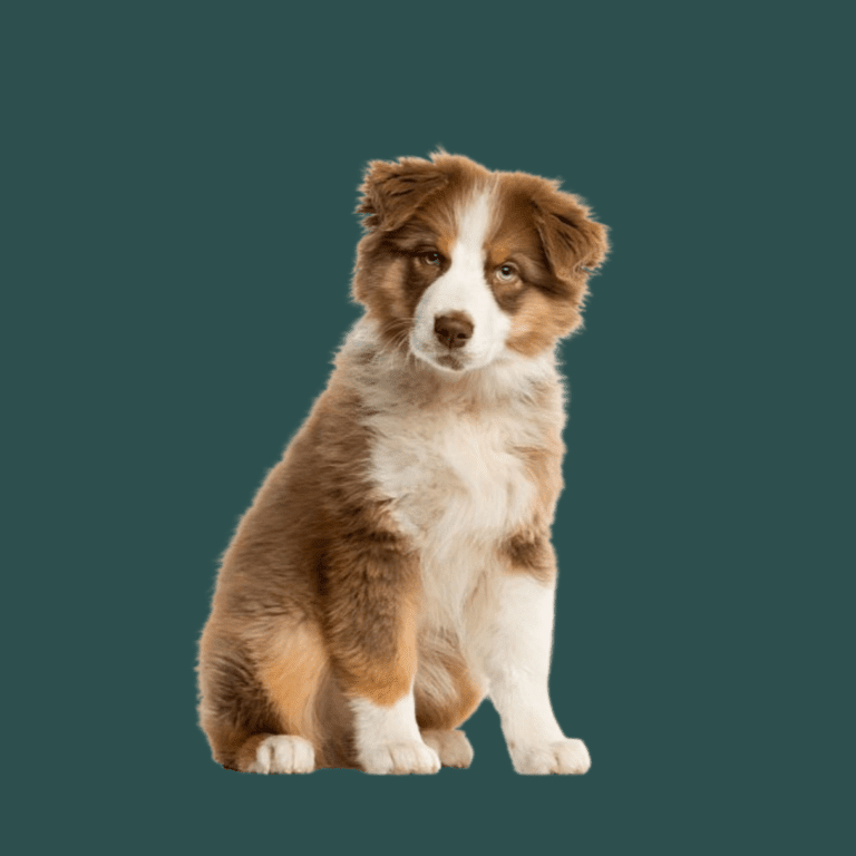 Cachorro Border Collie de Cachorros Élite
