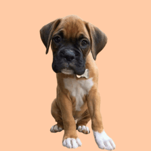 Cachorro Bóxer