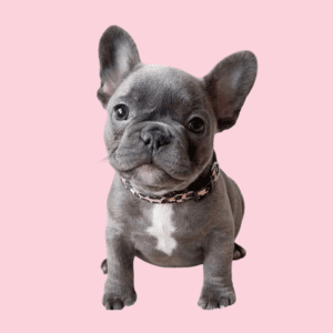 Cachorro Bulldog Francés