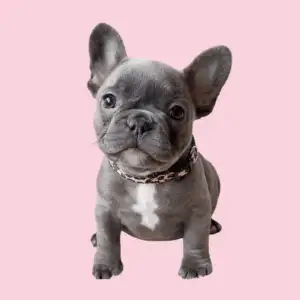 Cachorro Bulldog Francés