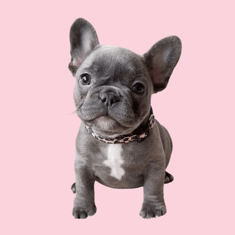 Cachorro Bulldog Francés de Cachorros Élite