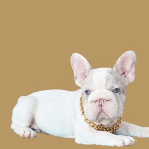 Cachorro Bulldog Francés Big Rope
