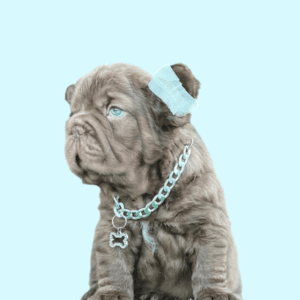 Cachorro Bulldog Francés Big Rope Fluffy
