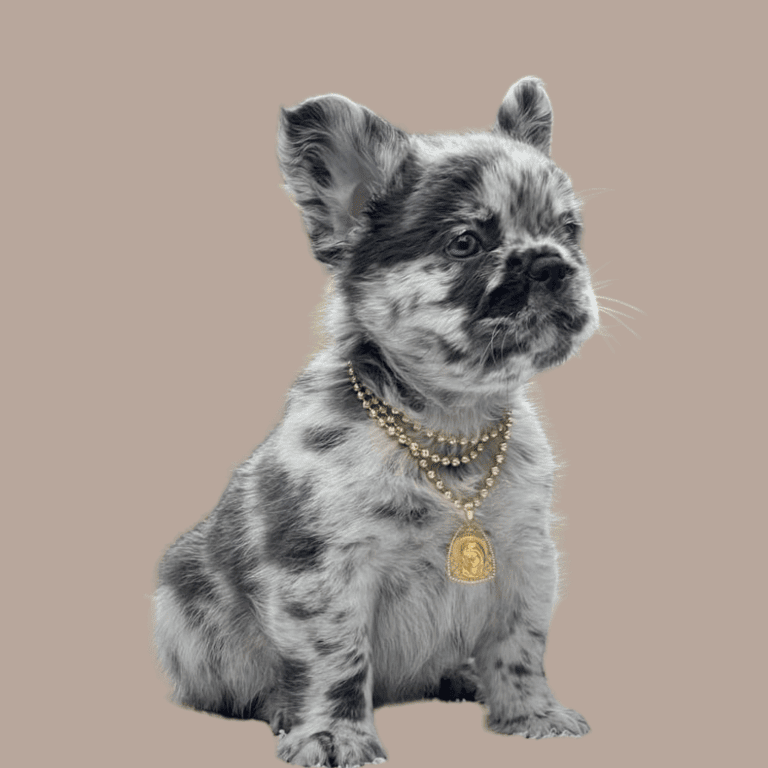 Cachorro Bulldog Francés Fluffy de Cachorros Élite