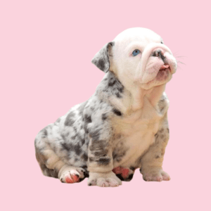 Cachorro Bulldog Inglés