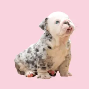 Cachorro Bulldog Inglés