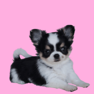 Cachorro Chihuahua pelo largo