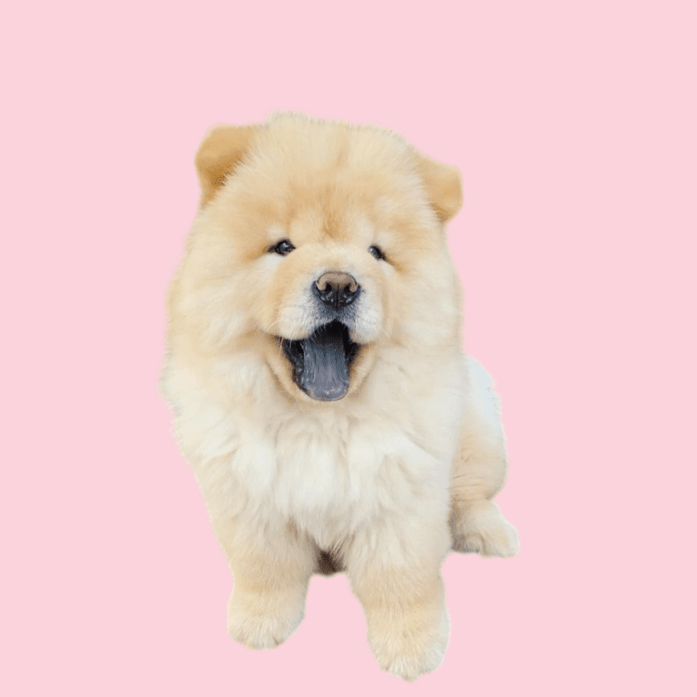 Cachorro Chow Chow de Cachorros Élite