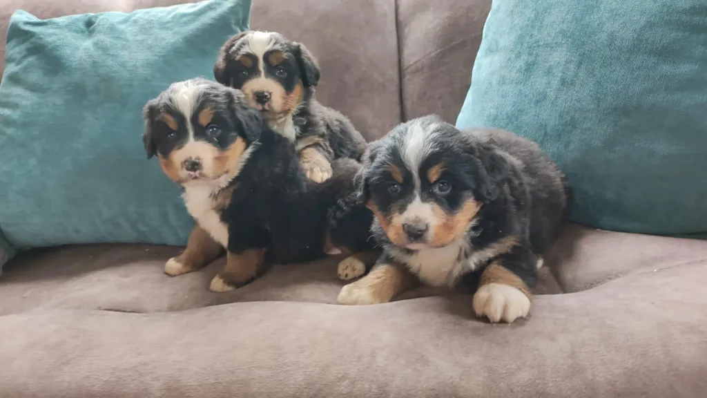 cachorro de raza bernes de la montaña en venta