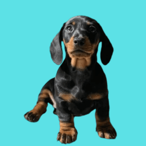Cachorro Perro Salchicha