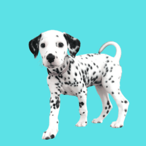 Cachorro Dálmata
