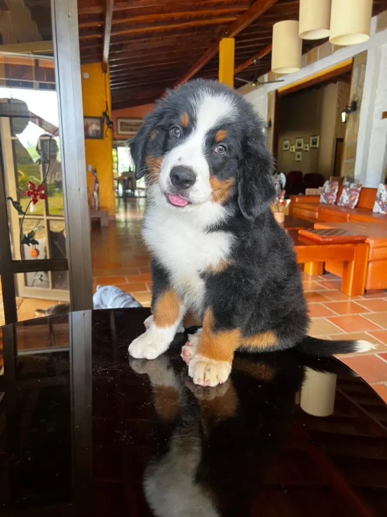 cachorro de raza bernes de la montaña en venta