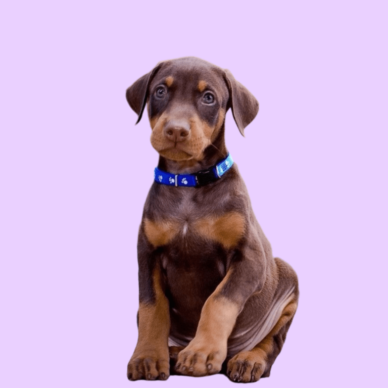 Cachorro Doberman de Cachorros Élite
