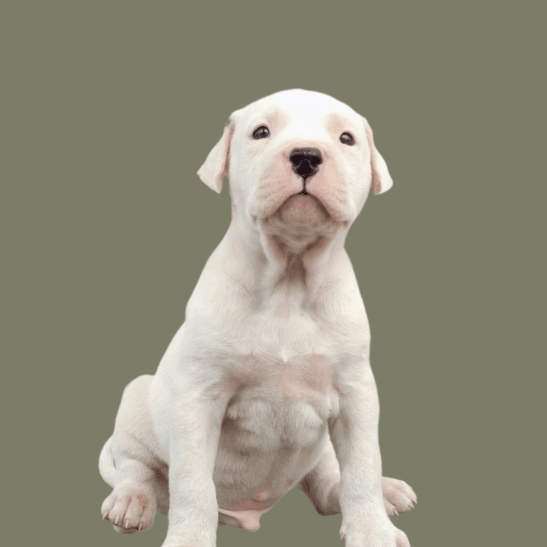 Cachorro Dogo Argentino de Cachorros Élite